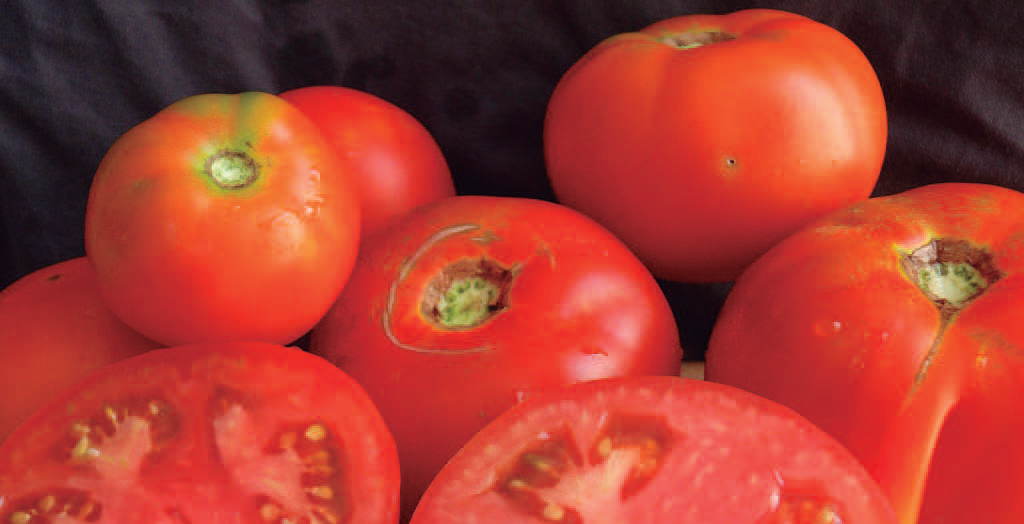 Tomate saltsan