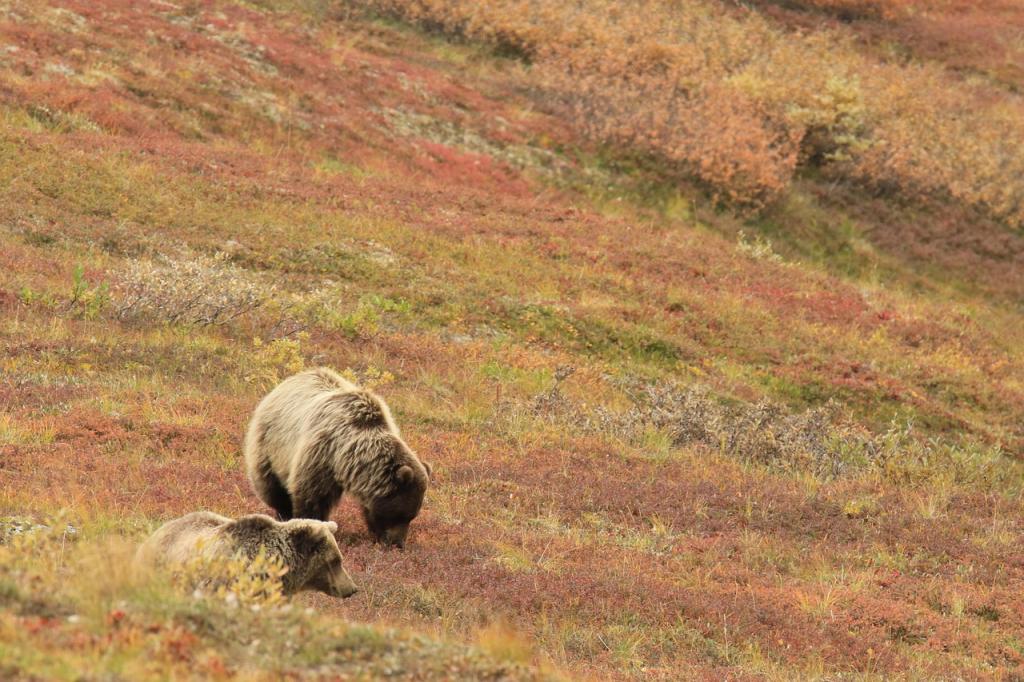 Conservación del oso pardo: estrategias y adaptaciones para su supervivencia Cristina Enea Fundazioa