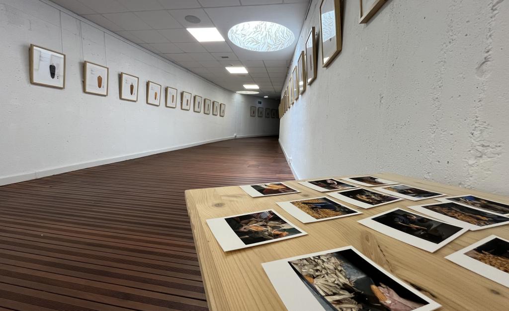 TOKIKO ARTOAK. Erakusketa batek elikagai horren aldaerak, kokalekuak eta berezitasunak jarri nahi ditu balioan Cristina Enea Fundazioa