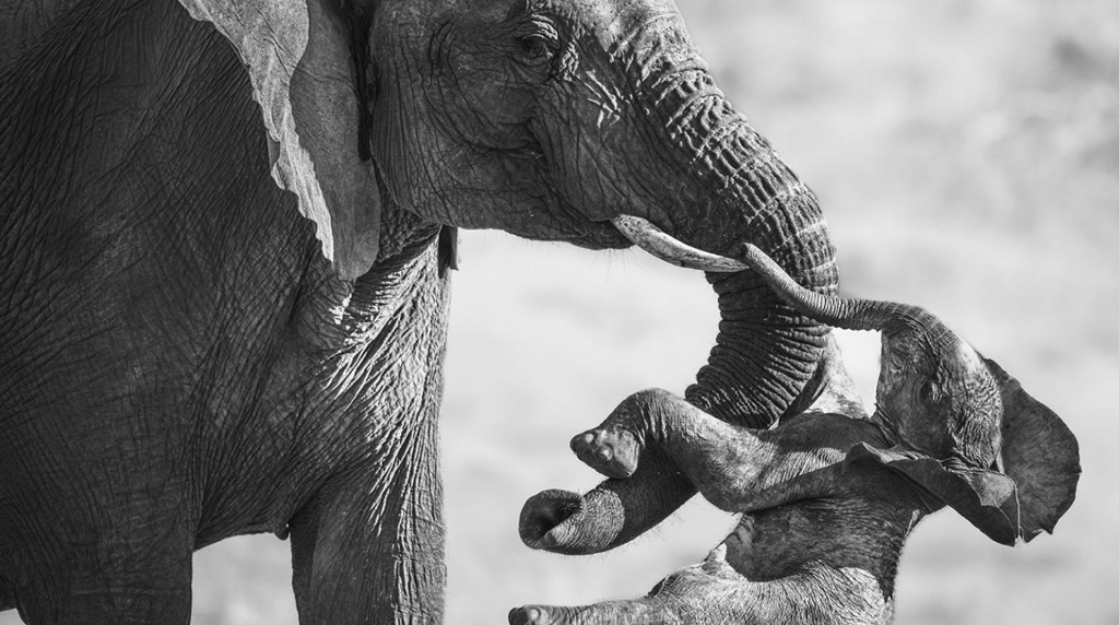 La desgarradora fotografía de una elefanta junto a su cría muerta gana el Wildlife Photographer of the Year 2026 Cristina Enea Fundazioa