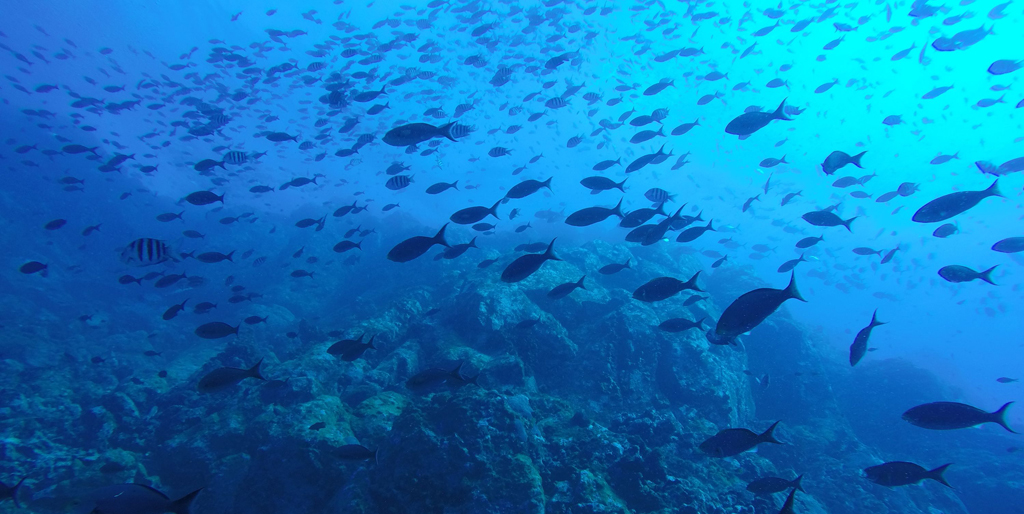 Si el pescado se muda por el cambio climático, ¿quién pone las reglas para su pesca? Cristina Enea Fundazioa