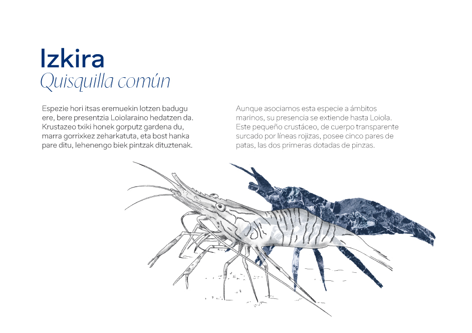 #Urria